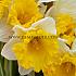 Narcissus Attraction, Trumpet Group, 14/16 (x250)