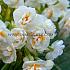 Narcisses Bridal Crown Double Z14/16 (x250)