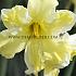 Narcissus Cassata, Collar Group, 14/16 (x250)