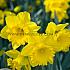 Narcisses Dutch Master Trumpet 14/16 (x250)