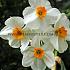 Narcisses Geranium Tazette 14/16 (x250)