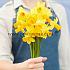 Narcissus Jetfire, Cyclamineus Group, Z12/14 (x250)