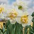 Narcisses White Lion Double 14/16 (x250)