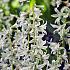 Ornithogalum Nutans 6/+ (x250)