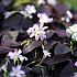 Oxalis Triangularis (x250)