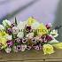 Tulipa Fringed Mixed 12/+ (x250)
