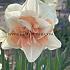 Narcissus Delnashaugh, Collar Group, 14/16 (x250)