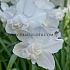 Narcisses Obdam Double 14/16 (x250)