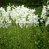 Lilium Candidum I (x 25)