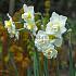 Narcisses Cheerfulness Double 14/16 (x250)
