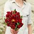Tulipa Versace 12/+ (x250)
