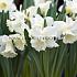Narcissus Mount Hood 14/16 (x 250)