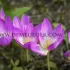 Colchicum Lilac Wonder 20/+ (x 25)