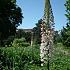 Eremurus Robustus I (10x)