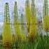 Eremurus Stenophyllus, I (10x)