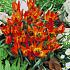 Tulipa Little Princess 6/+ (x250)