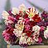 Tulipa Parrot Mixed 12/+ (x250)