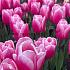 Tulipa Milkshake 12/+ (x250)