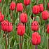 Tulipa Surrender 12/+ (x250)