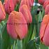 Tulipa Time Out 12/+ (x250)