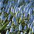 Muscari Valerie Finnis 7/8 (x250)