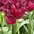 Tulipa Labrador 12/+ (x250)