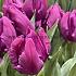Tulipa Parrot Prince 12/+ (x250)