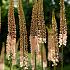 Eremurus Romance I (x 10)