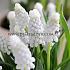 Muscari Siberian Tiger 8/+ (x250)