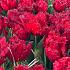 Tulipa Indiana 12/+ (x250)