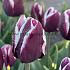 Tulipa Tiramisu  12/+ (x250)