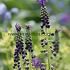 Muscari Comosum 7/+ (x250)