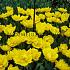 Tulipa Mon Amour 12/+ (x250)
