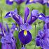 Iris Valentine 8/9 (x250)