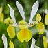 Iris Montecito 8/+ (x250)