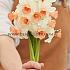 Narcisses Iwona Jonquilla And Apodanthus Z12/14 (x250)