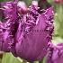 Tulipa Purple Jaws 12/+ (x250)
