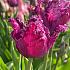 Tulipa Purple Jaws 12/+ (x250)