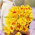 Tulipa Party Clown 12/+ (x250)