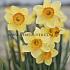 Narcisses Loveday Large cupped 14/16 (x250)