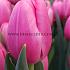 Tulipa Sisi 12/+ (x250)
