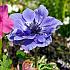 Anemone Lord Lieutenant 6/7 (x250)