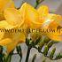 Freesia Single Yellow 5/+ (x250)