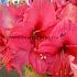 Amaryllis Bolero Peru 30/32 (x10)