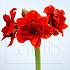 Amaryllis Cherry Nymph 30/32 (x10)