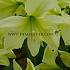 Amaryllis Lemon Star 30/32 (x10)