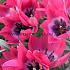 Amaryllis Pink Beauty 30/32 (x10)