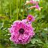 Anemone Admiral 7/8 (x250)