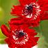 Anemone Governor 7/8 (x250)
