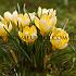 Crocus Romance 5/+ (x250)
